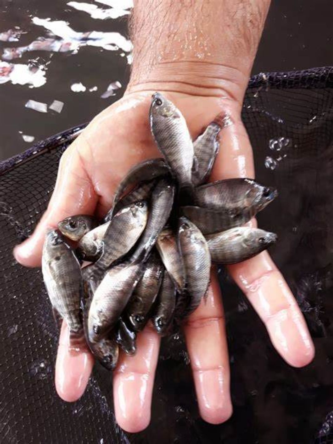 Tilapias