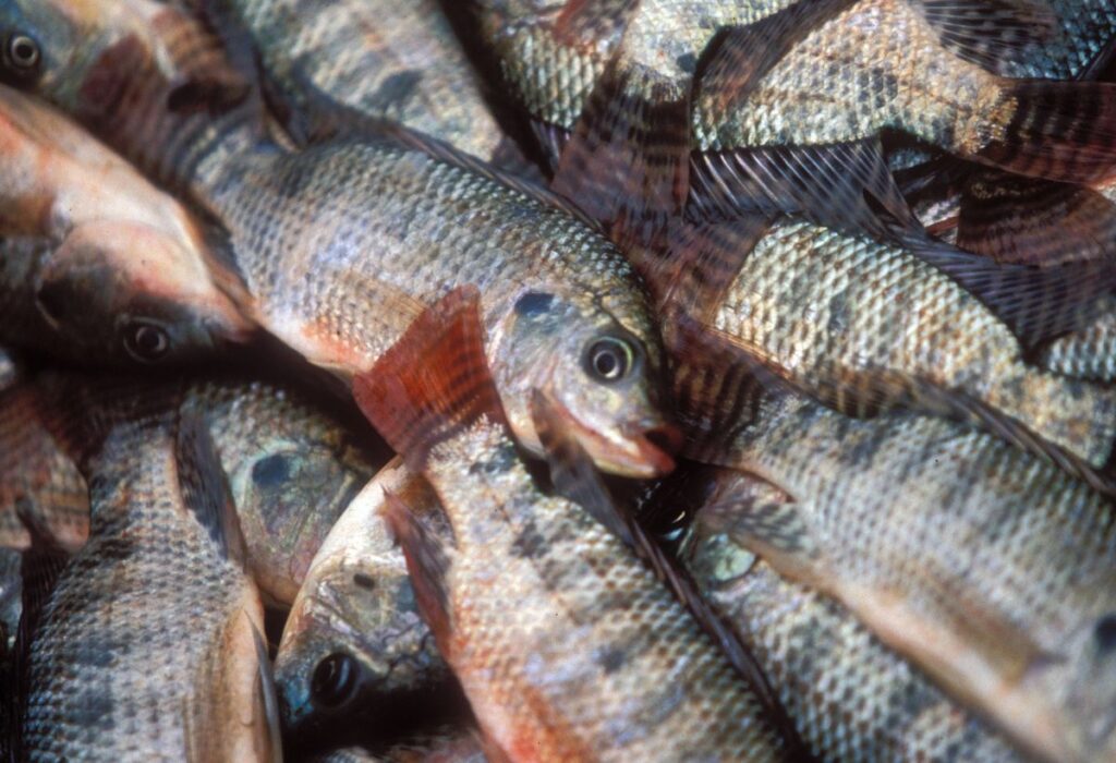 Tilápias Morrendo