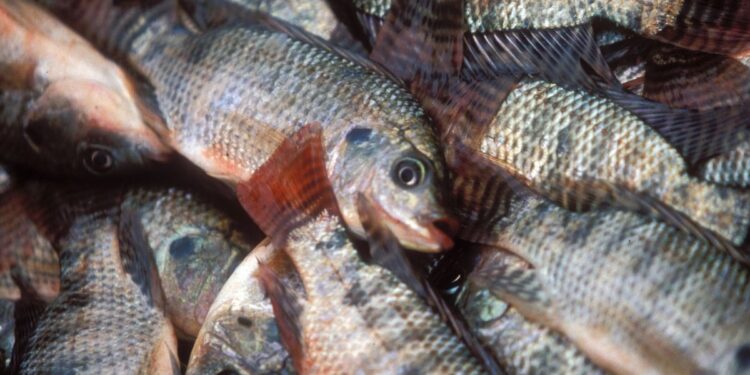 Tilápias Morrendo