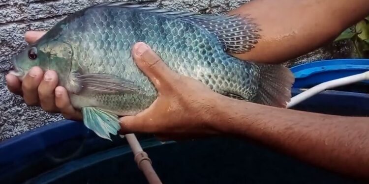 peixe pronto pra despesca