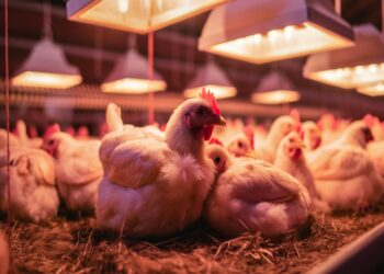 Criação de FRango de Corte