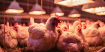 Criação de FRango de Corte